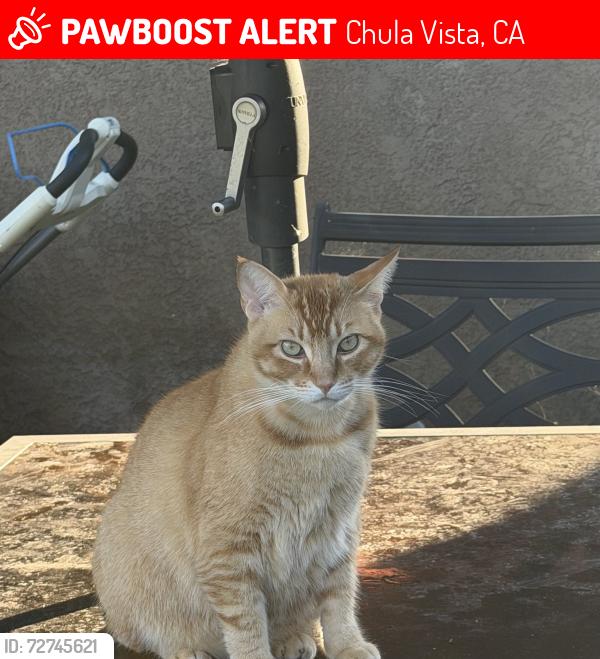 Lost Male Cat last seen J S y K St, Chula Vista, CA 91910