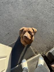 Found/Stray Male Dog last seen King’s Cup Coffee Shop in King City, Pasco, WA 99301
