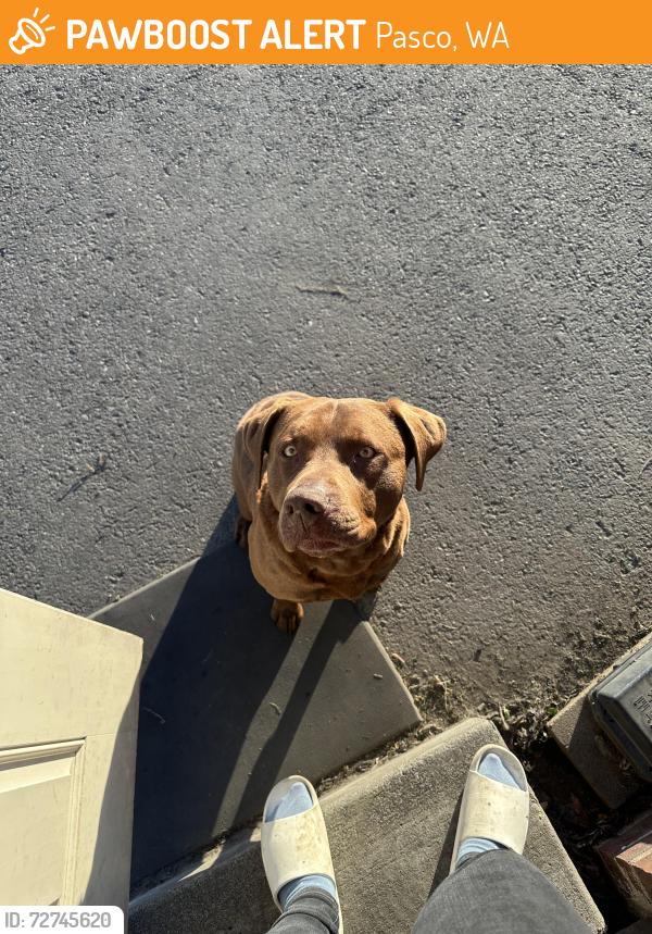 Found/Stray Male Dog last seen King’s Cup Coffee Shop in King City, Pasco, WA 99301