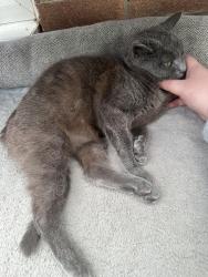 Lost Female Cat last seen Behind Marfleet Avenue , Kingston upon Hull, England HU9