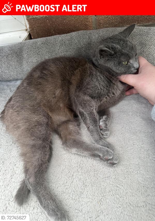 Lost Female Cat last seen Behind Marfleet Avenue , Kingston upon Hull, England HU9