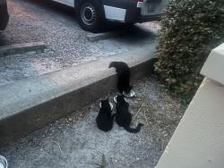 Found/Stray Unknown Cat last seen Surf Hut Restaurant Parking Lot, Miramar Beach, FL 32550