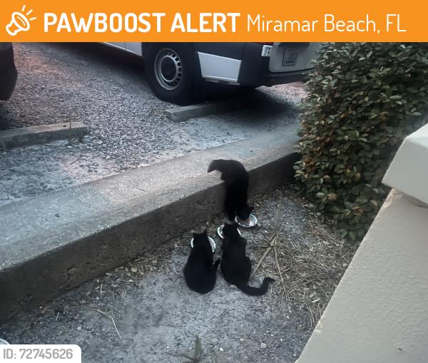 Found/Stray Unknown Cat last seen Surf Hut Restaurant Parking Lot, Miramar Beach, FL 32550