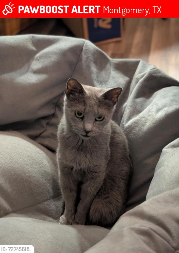 Lost Female Cat last seen Country Oaks blvd, Shady Ln, 1486, Montgomery, TX 77316