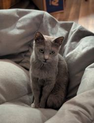 Lost Female Cat last seen Country Oaks blvd, Shady Ln, 1486, Montgomery, TX 77316