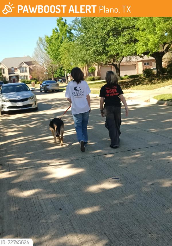 Found/Stray Unknown Dog last seen Dublin Rd and 544, Plano, TX 75094