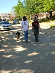 Found/Stray Unknown Dog last seen Dublin Rd and 544, Plano, TX 75094