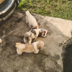 Lost Male Dog last seen Lawrence road  Seminal manner, Atlantis, FL 33462