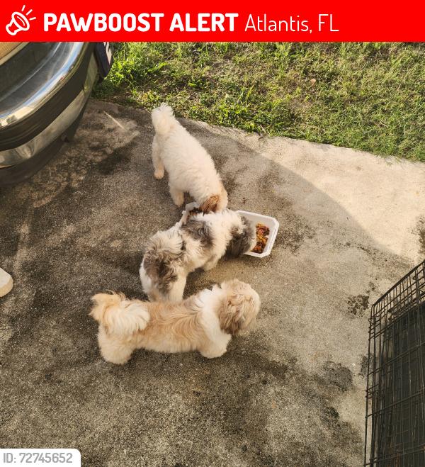 Lost Male Dog last seen Lawrence road  Seminal manner, Atlantis, FL 33462