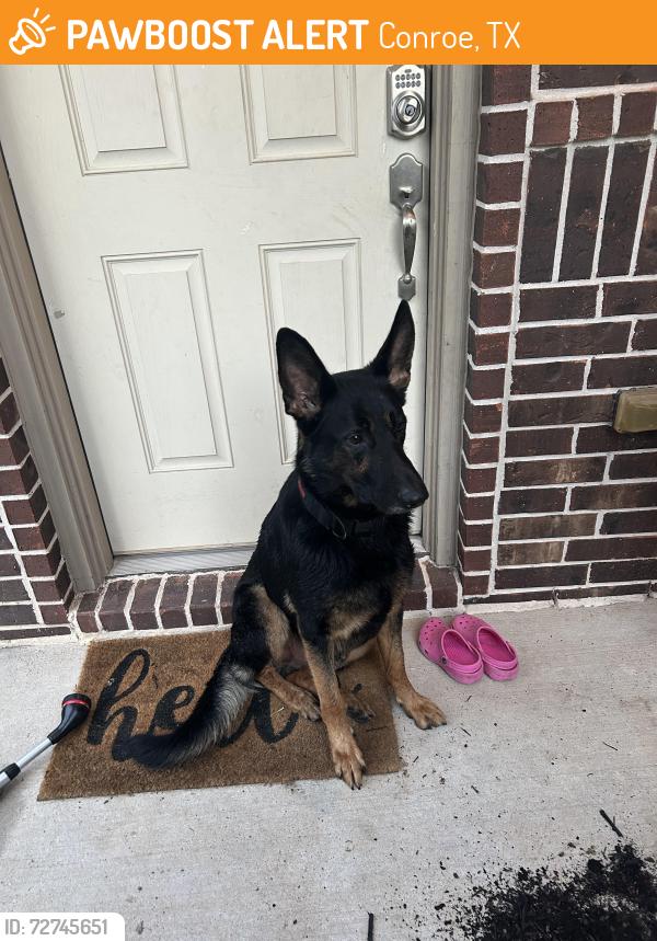 Found/Stray Male Dog last seen Hidden creek, Conroe, TX 77301