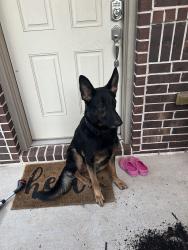 Found/Stray Male Dog last seen Hidden creek, Conroe, TX 77301