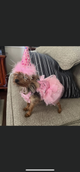 Lost Female Dog last seen Old wire elementary, Rogers, AR 72758