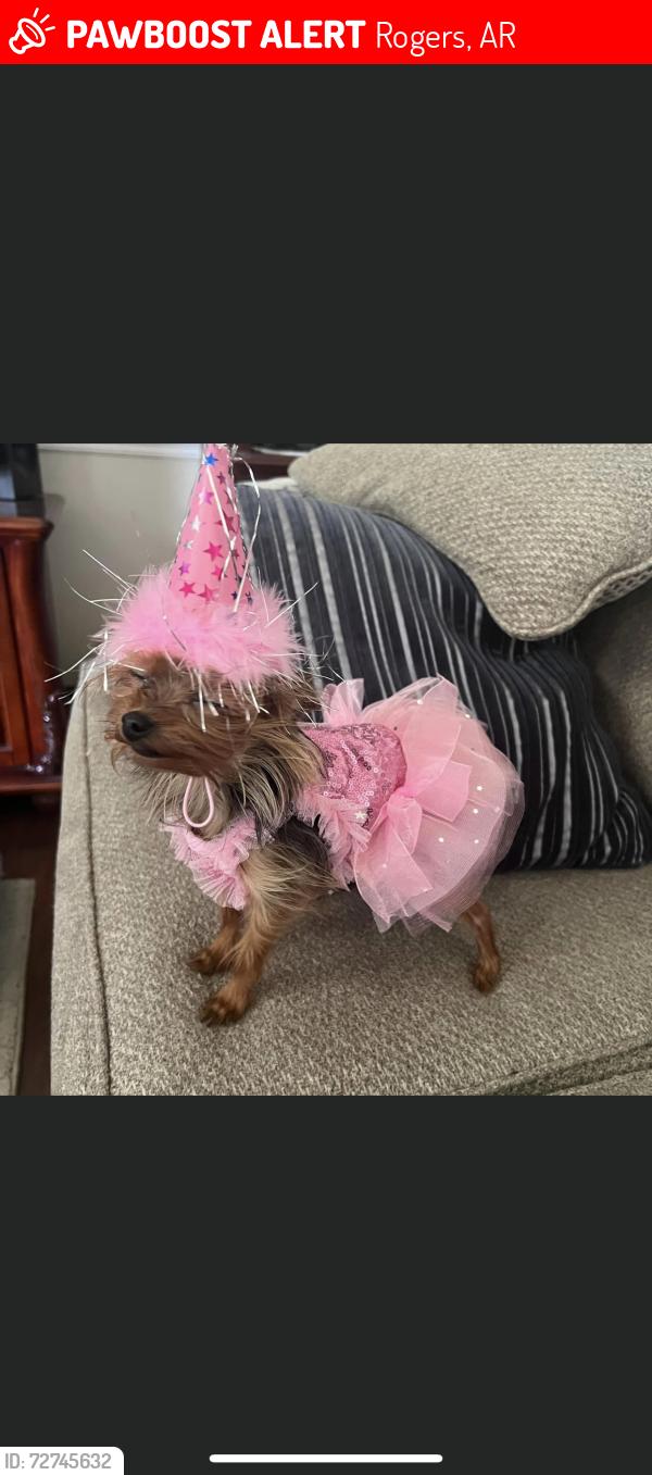 Lost Female Dog last seen Old wire elementary, Rogers, AR 72758