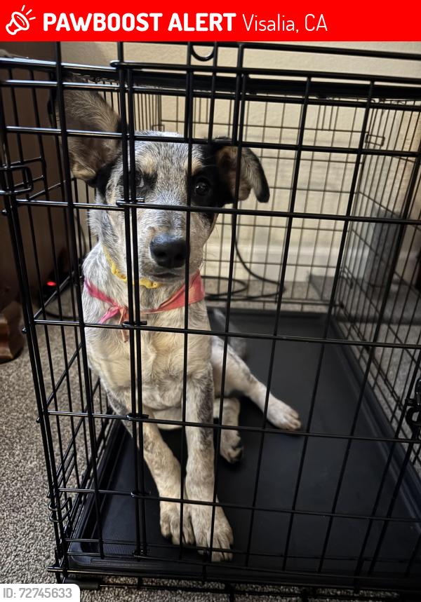 Lost Female Dog last seen Exeter CA, Exeter, CA 93221