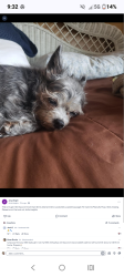 Lost Female Dog last seen 26th st and Davis St Huntington WV, Huntington, WV 25705