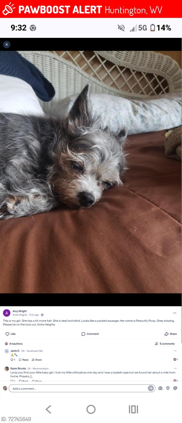 Lost Female Dog last seen 26th st and Davis St Huntington WV, Huntington, WV 25705