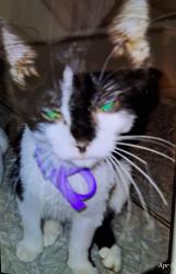 Lost Male Cat last seen South 11th St- Pine Dr - 4th Avenue  Belleville Illinois , Belleville, IL 62220