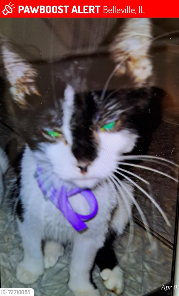 Lost Male Cat last seen South 11th St- Pine Dr - 4th Avenue  Belleville Illinois , Belleville, IL 62220