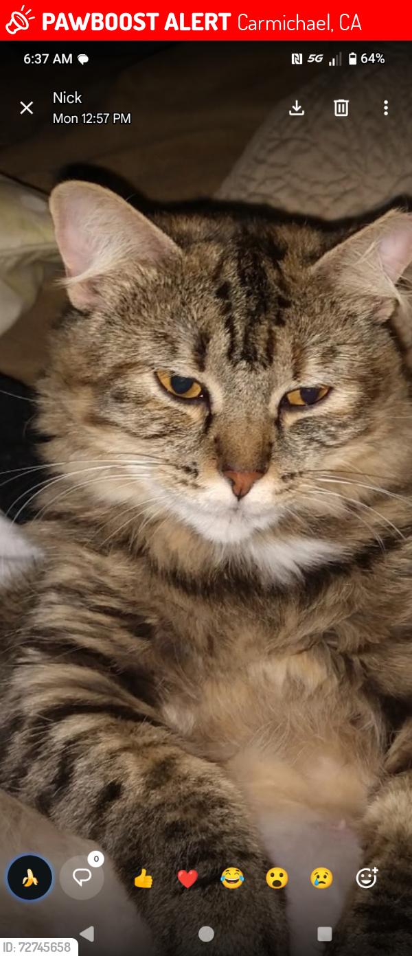 Lost Female Cat last seen Near manzanita , Carmichael, CA 95608