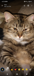 Lost Female Cat last seen Near manzanita , Carmichael, CA 95608