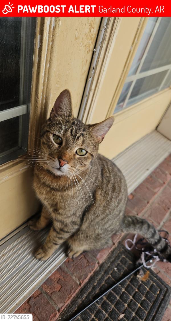 Lost Male Cat last seen Neighborhood near Highway 290, Hot Springs, Ar, Garland County, AR 71913