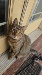 Lost Male Cat last seen Neighborhood near Highway 290, Hot Springs, Ar, Garland County, AR 71913