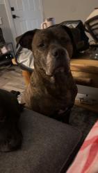 Lost Male Dog last seen lowes foods, , Jacksonville, NC 28540