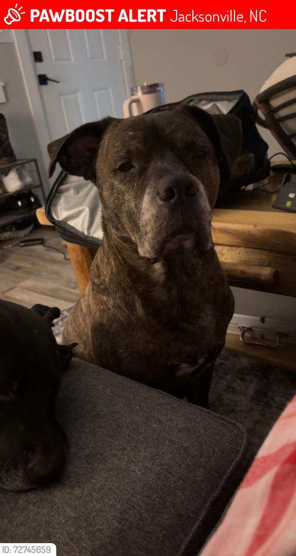 Lost Male Dog last seen lowes foods, , Jacksonville, NC 28540