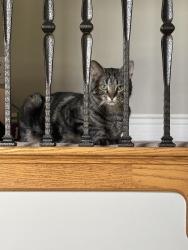 Lost Male Cat last seen Spotted near Lynn Drive roaming around and hiding, moving towards St Charles., St. Charles, IL 60175
