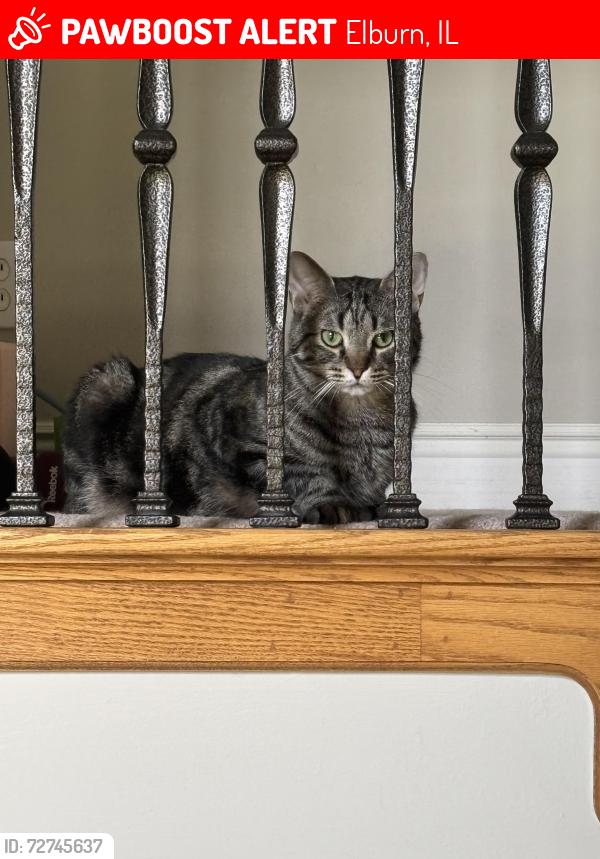Lost Male Cat last seen Spotted near Lynn Drive roaming around and hiding, moving towards St Charles., St. Charles, IL 60175