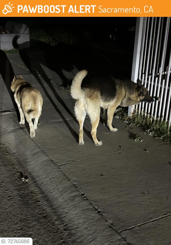 Found/Stray Unknown Dog last seen Bell Ave Fire station , Sacramento, CA 95838