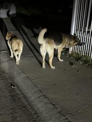 Found/Stray Unknown Dog last seen Bell Ave Fire station , Sacramento, CA 95838