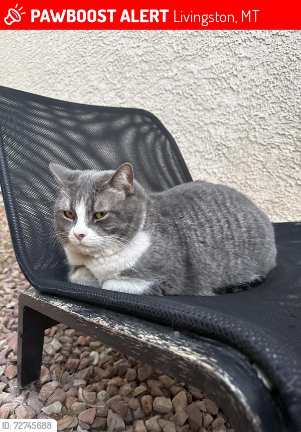 Lost Male Cat last seen Mallards rest campground, Livingston, MT 59047