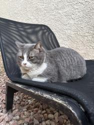 Lost Male Cat last seen Mallards rest campground, Livingston, MT 59047