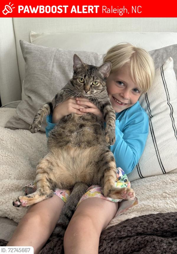 Lost Female Cat last seen Falls River Ave and Evergreen Spring Pl, Raleigh, NC 27614