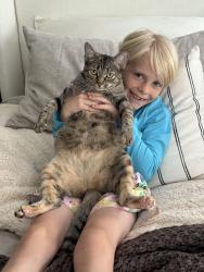 Lost Female Cat last seen Falls River Ave and Evergreen Spring Pl, Raleigh, NC 27614