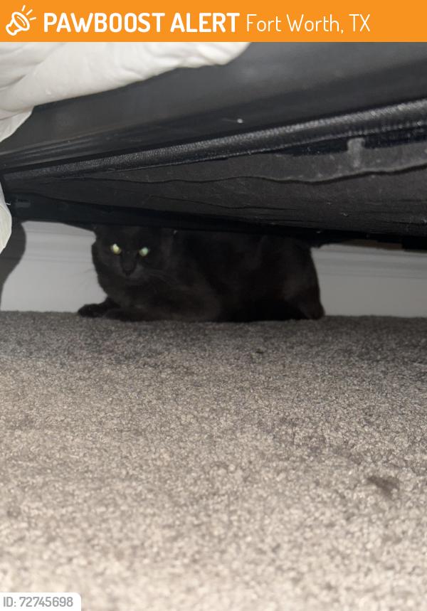 Found/Stray Male Cat last seen Nickeldale Court and Linger Lane, Fort Worth, TX 76244