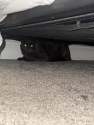 Found/Stray Male Cat last seen Nickeldale Court and Linger Lane, Fort Worth, TX 76244