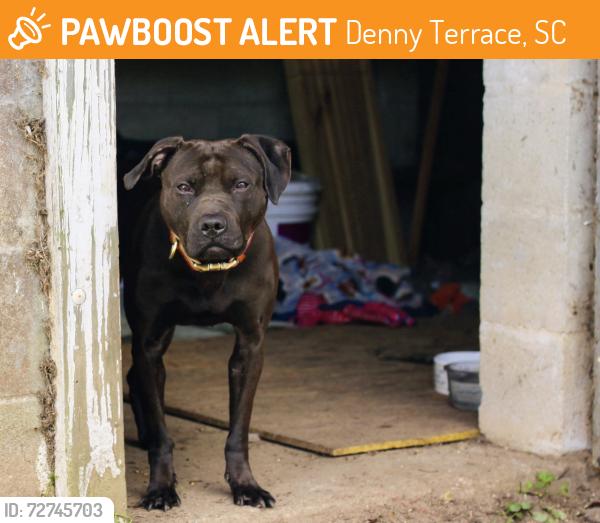 Found/Stray Female Dog last seen Peeples st, Denny Terrace, SC 29203