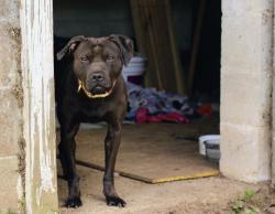 Found/Stray Female Dog last seen Peeples st, Denny Terrace, SC 29203