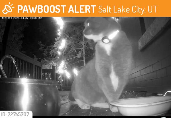 Found/Stray Unknown Cat last seen 3nd Ave and B street SLC , Ut, Salt Lake City, UT 84103