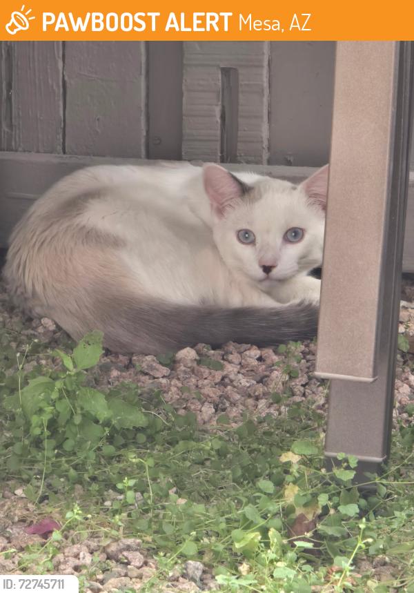 Found/Stray Unknown Cat last seen Dobson and emelita, Mesa, AZ 85202