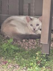 Found/Stray Unknown Cat last seen Dobson and emelita, Mesa, AZ 85202