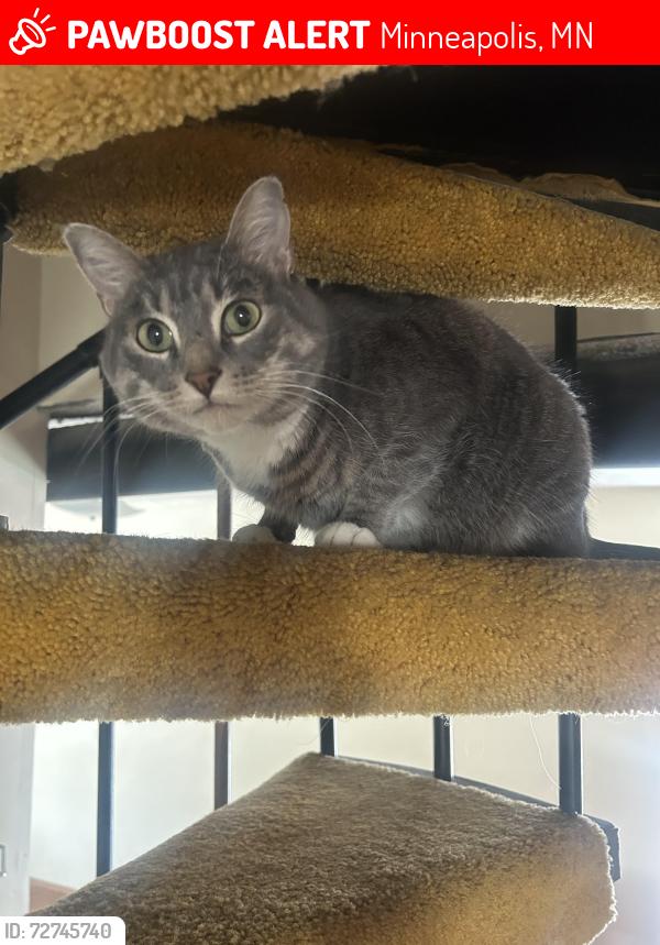 Lost Female Cat last seen 6th st SE & 11th Ave SE, Minneapolis, MN 55414, Minneapolis, MN 55414