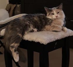 Lost Female Cat last seen Matteo Drive, Wilmington, NC 28412