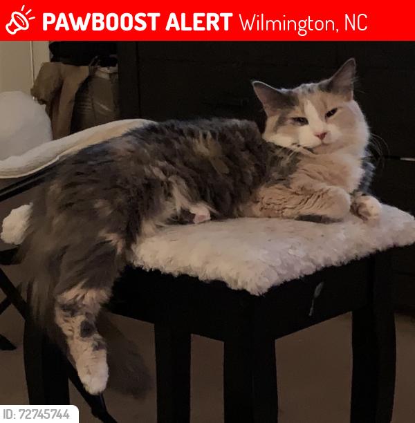 Lost Female Cat last seen Matteo Drive, Wilmington, NC 28412