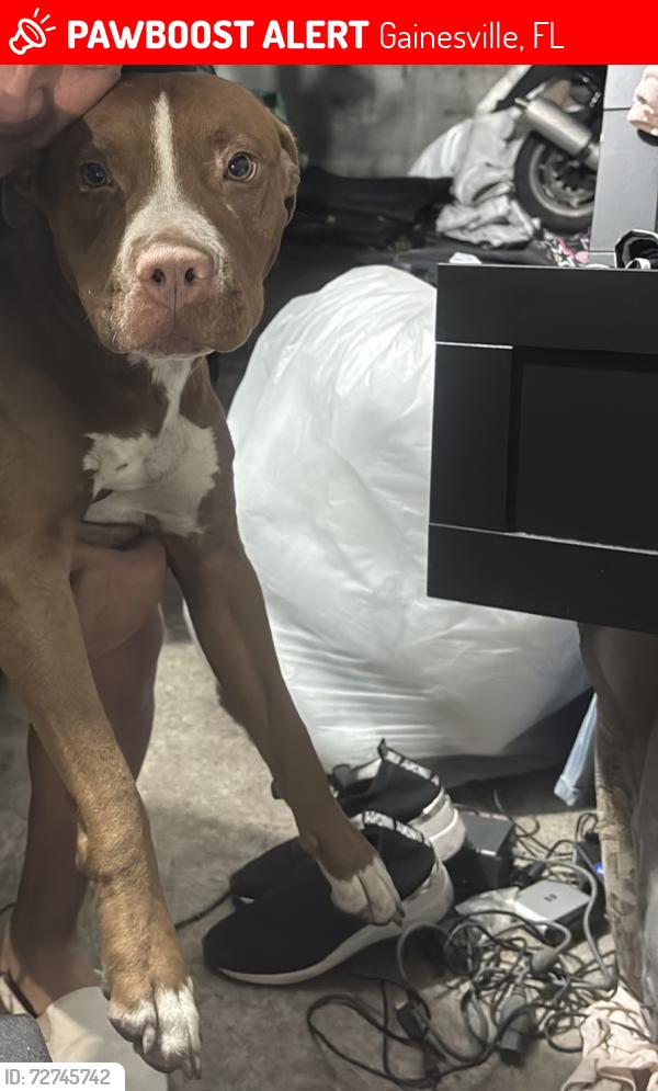 Lost Female Dog last seen Linea del tren, Gainesville, FL 32606