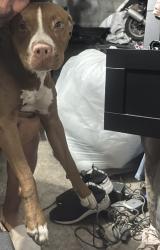 Lost Female Dog last seen Linea del tren, Gainesville, FL 32606