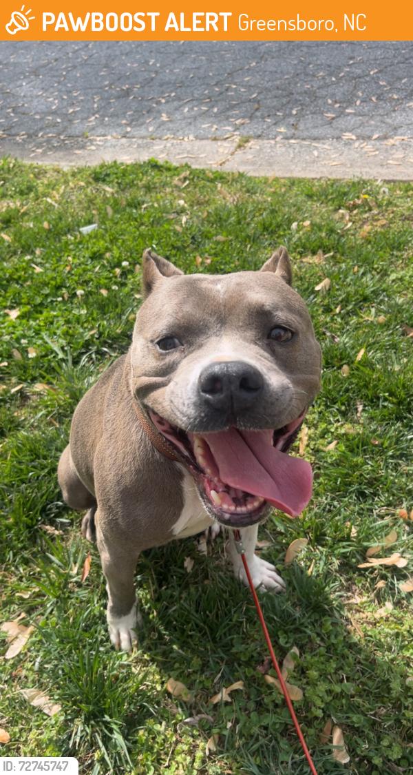 Found/Stray Female Dog last seen Dulaire st , Greensboro, NC 27403