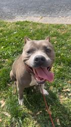 Found/Stray Female Dog last seen Dulaire st , Greensboro, NC 27403